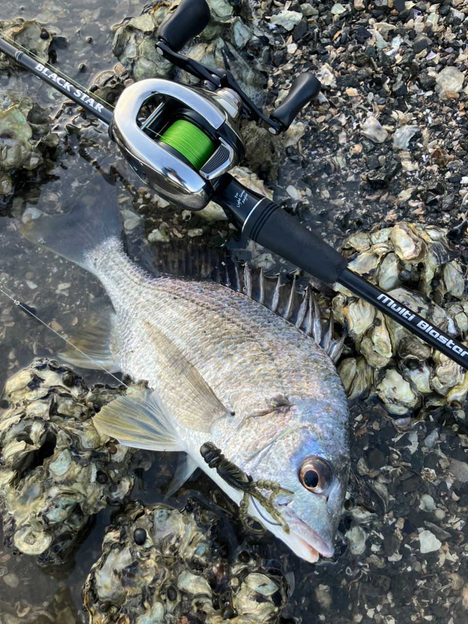 SHIMANO 21アンタレス DC XG RIGHTの最安値・インプレ・釣果 | 本音の