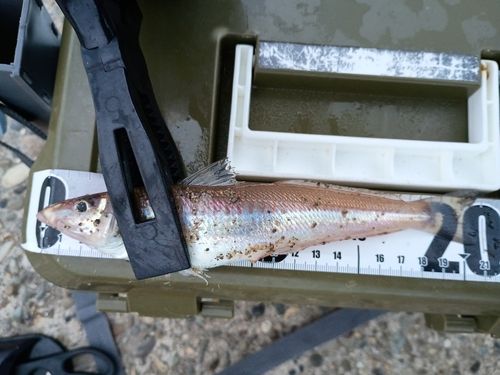 キスの釣果