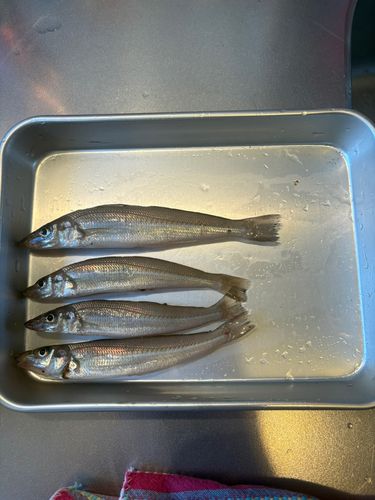キスの釣果