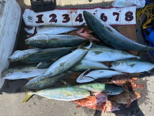 サワラの釣果