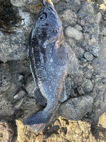クロソイの釣果