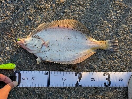 マガレイの釣果