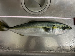 フクラギの釣果