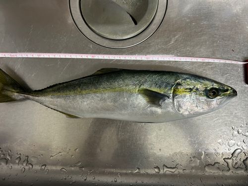 フクラギの釣果
