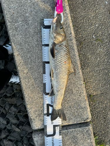 ニゴイの釣果
