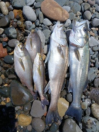 スズキの釣果
