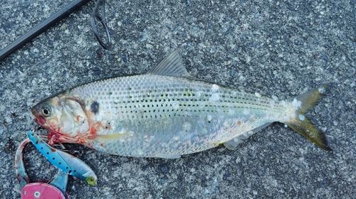 コノシロの釣果