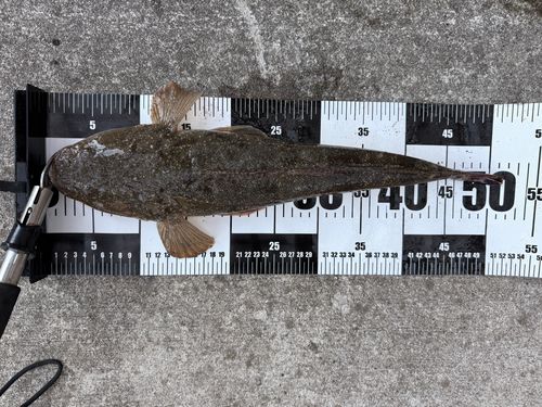 マゴチの釣果