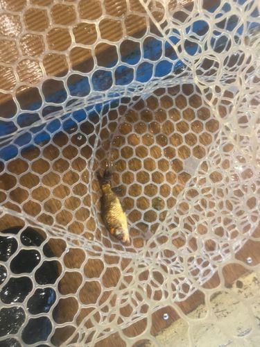 キンギョの釣果