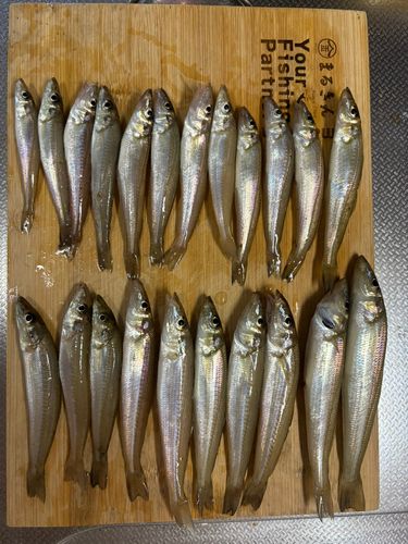 キスの釣果