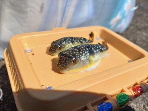 クサフグの釣果