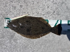 ヒラメの釣果