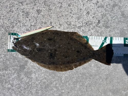 ヒラメの釣果