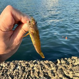 アナハゼ・アラカブ・メバルの釣果写真