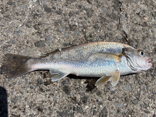 イシモチの釣果