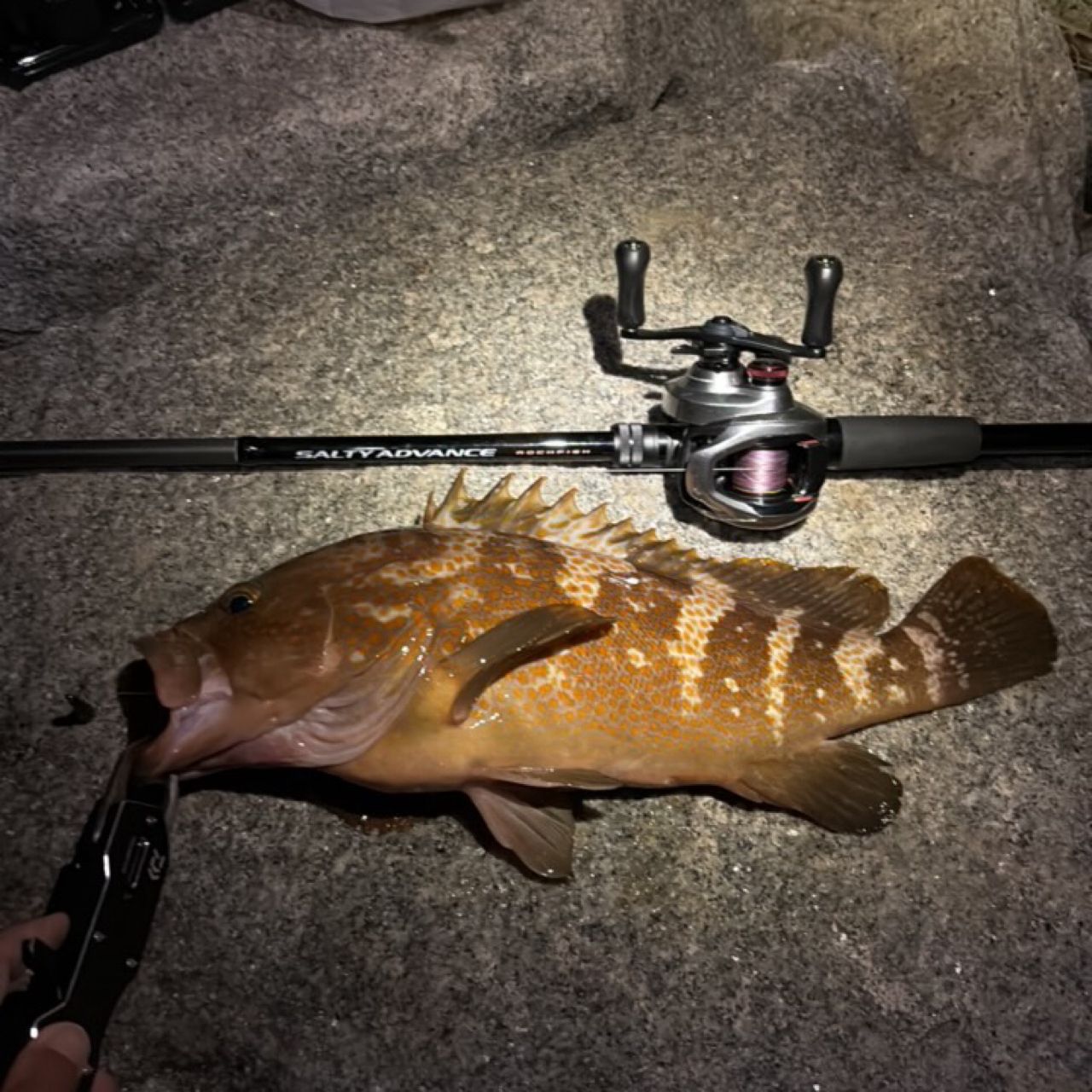 SHIMANO 19ソルティーアドバンス ROCKFISH B76Mの最安値・インプレ