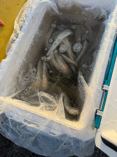 マイワシの釣果
