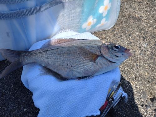 ウミタナゴの釣果