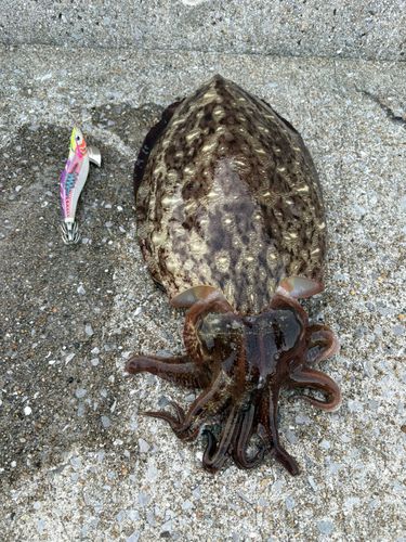 コウイカの釣果