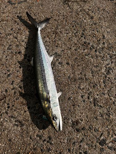サゴシの釣果