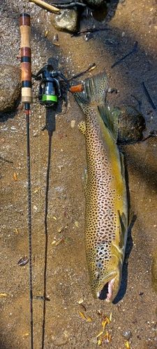 ブラウントラウトの釣果