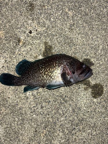 マゾイの釣果
