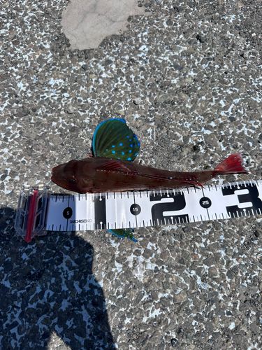 ホウボウの釣果