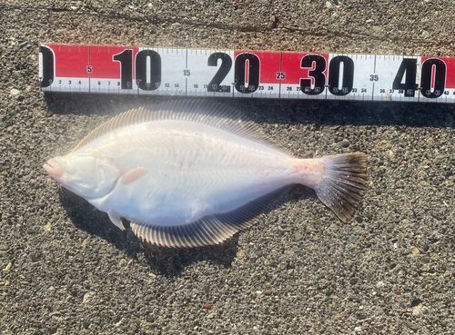 マガレイの釣果