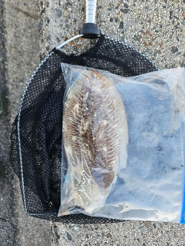 コウイカの釣果