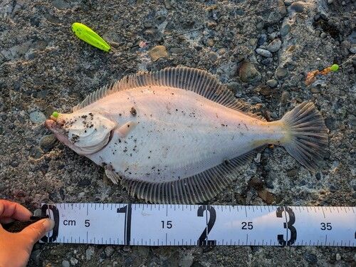 マガレイの釣果