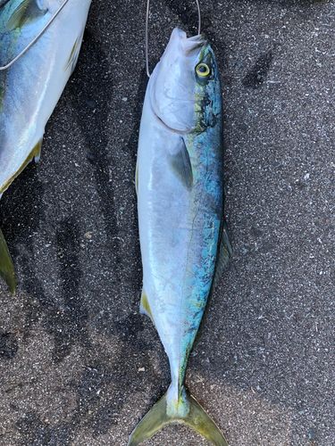 フクラギの釣果