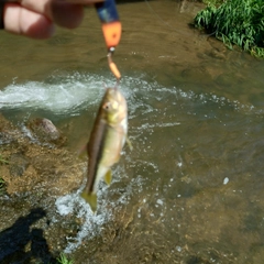 カワムツの釣果