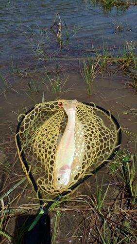 アルビノニジマスの釣果