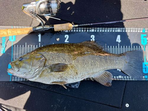 岐阜県北部で釣れたブラックバスの釣り・釣果情報 - アングラーズ
