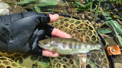 アマゴの釣果
