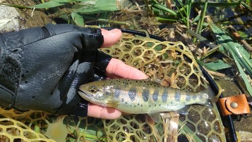 アマゴの釣果