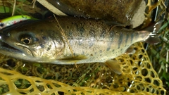 アマゴの釣果