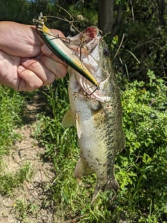 ラージマウスバスの釣果