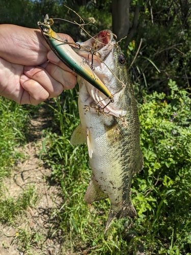 ラージマウスバスの釣果