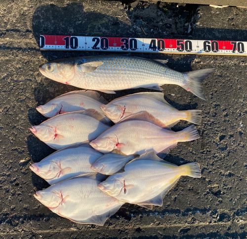ボラの釣果