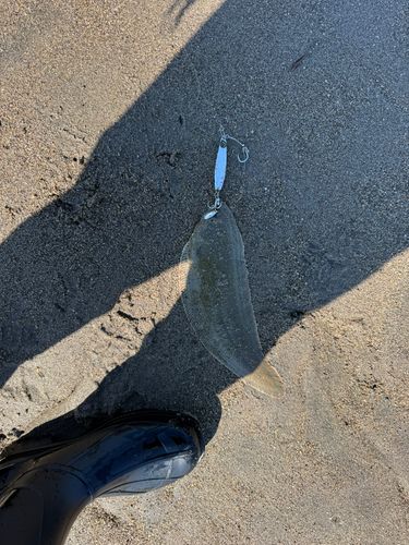 シタビラメの釣果