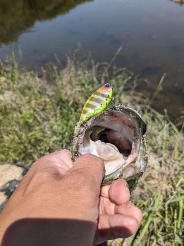 ラージマウスバスの釣果