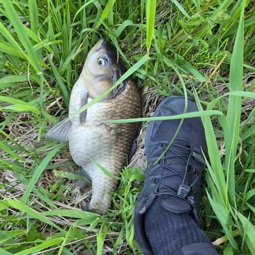 コイの釣果