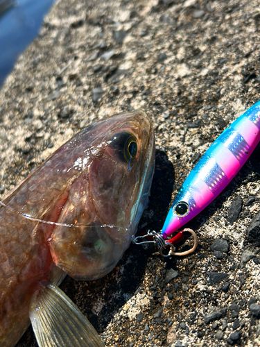 エソの釣果