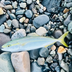 ワカシの釣果