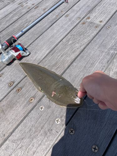 シタビラメの釣果