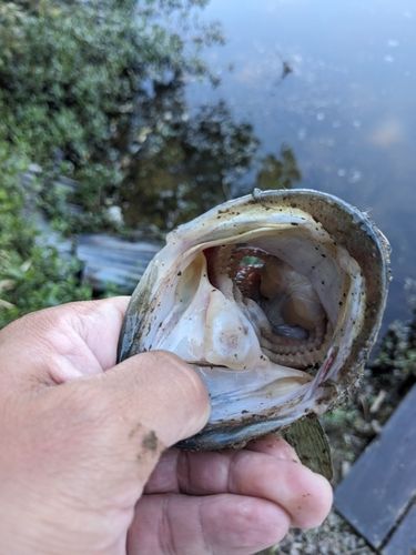 ラージマウスバスの釣果
