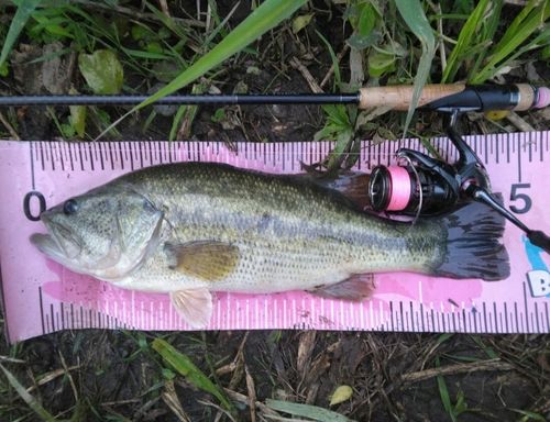 ブラックバスの釣果