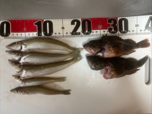 キスの釣果