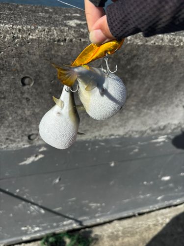 クサフグの釣果